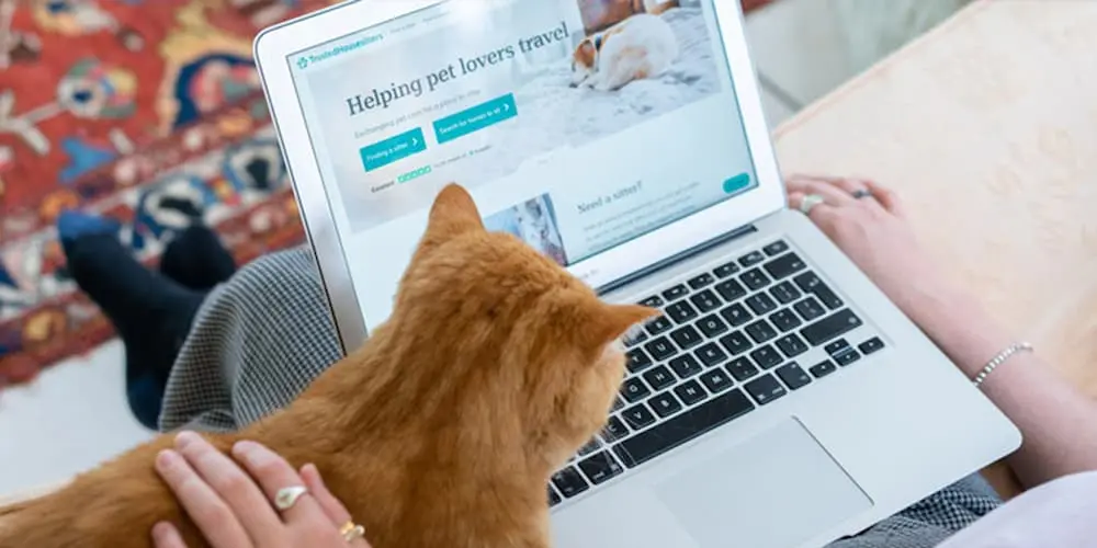 Person viewing a pet-sitting website on a laptop with an orange cat nearby