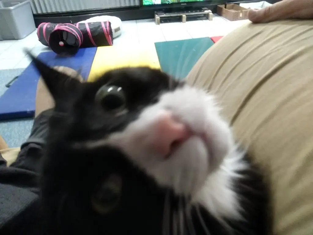 Black-and-white cat looking up from a person’s lap