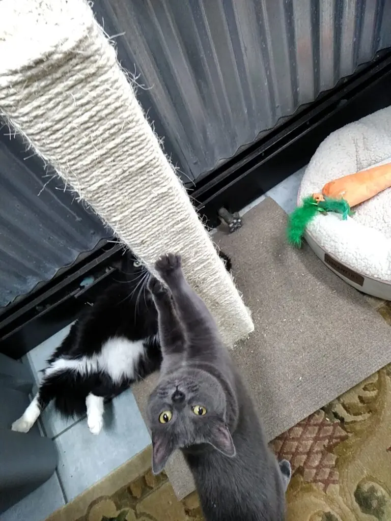 Cat beside a tall rope-wrapped scratching post