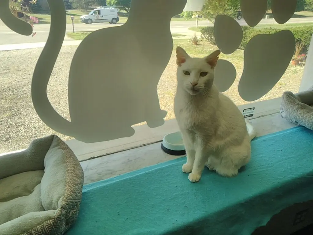 Cream-colored cat sitting on a cushioned window seat
