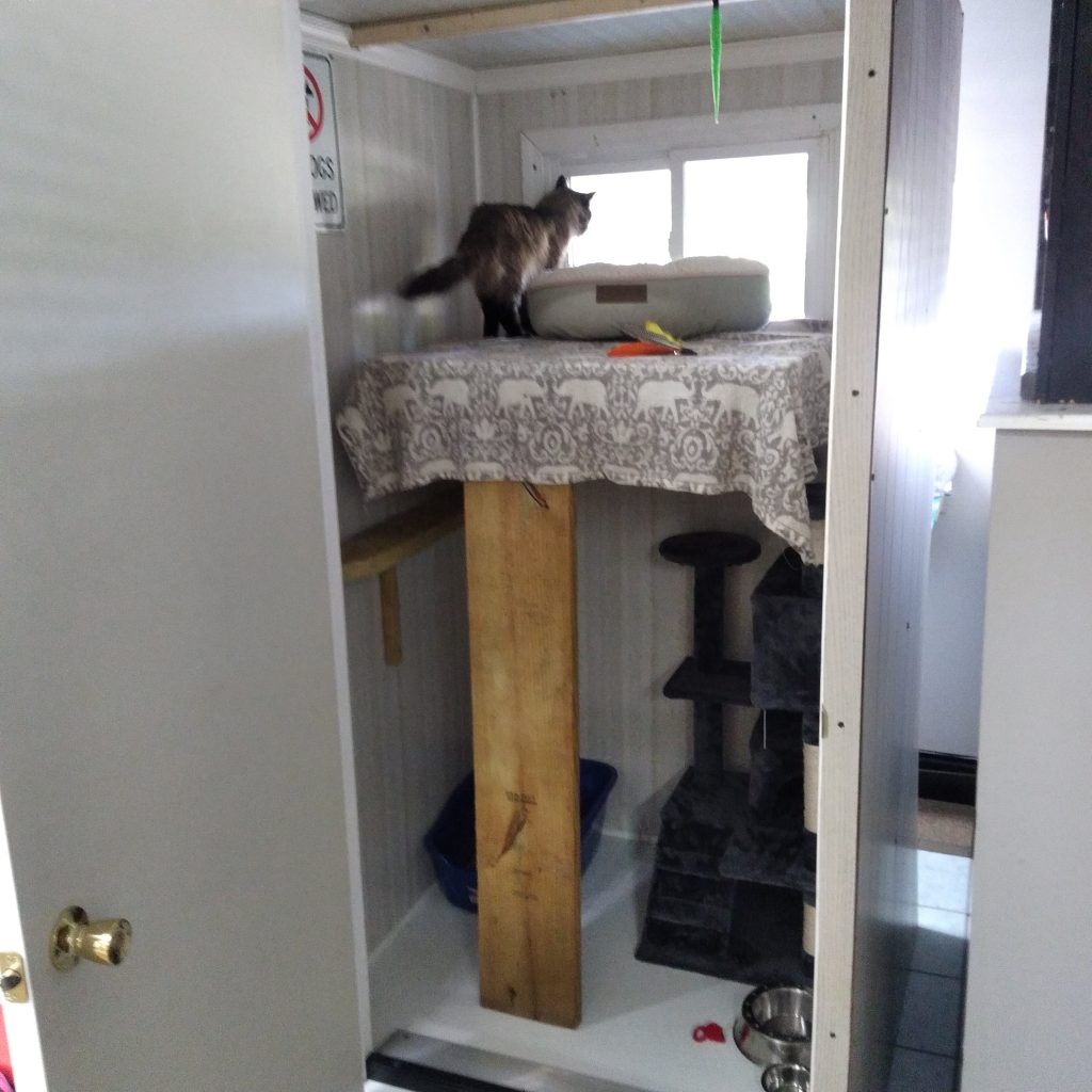 Cat tree and resting platforms inside a private boarding room