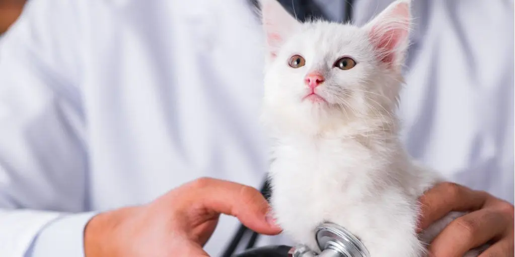White kitten being examined with a stethoscope