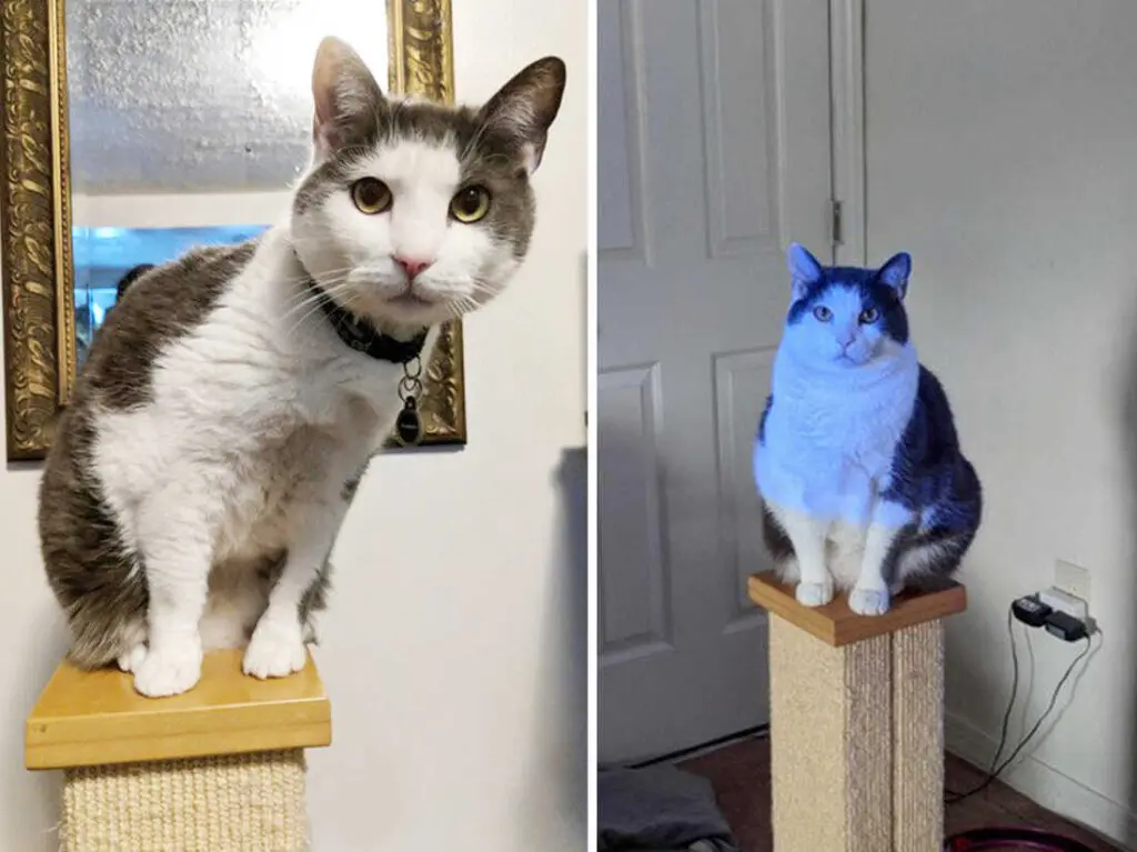 Before-and-after photographs of a cat's weight change