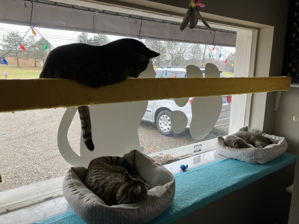 Cats resting on upper and lower window perches