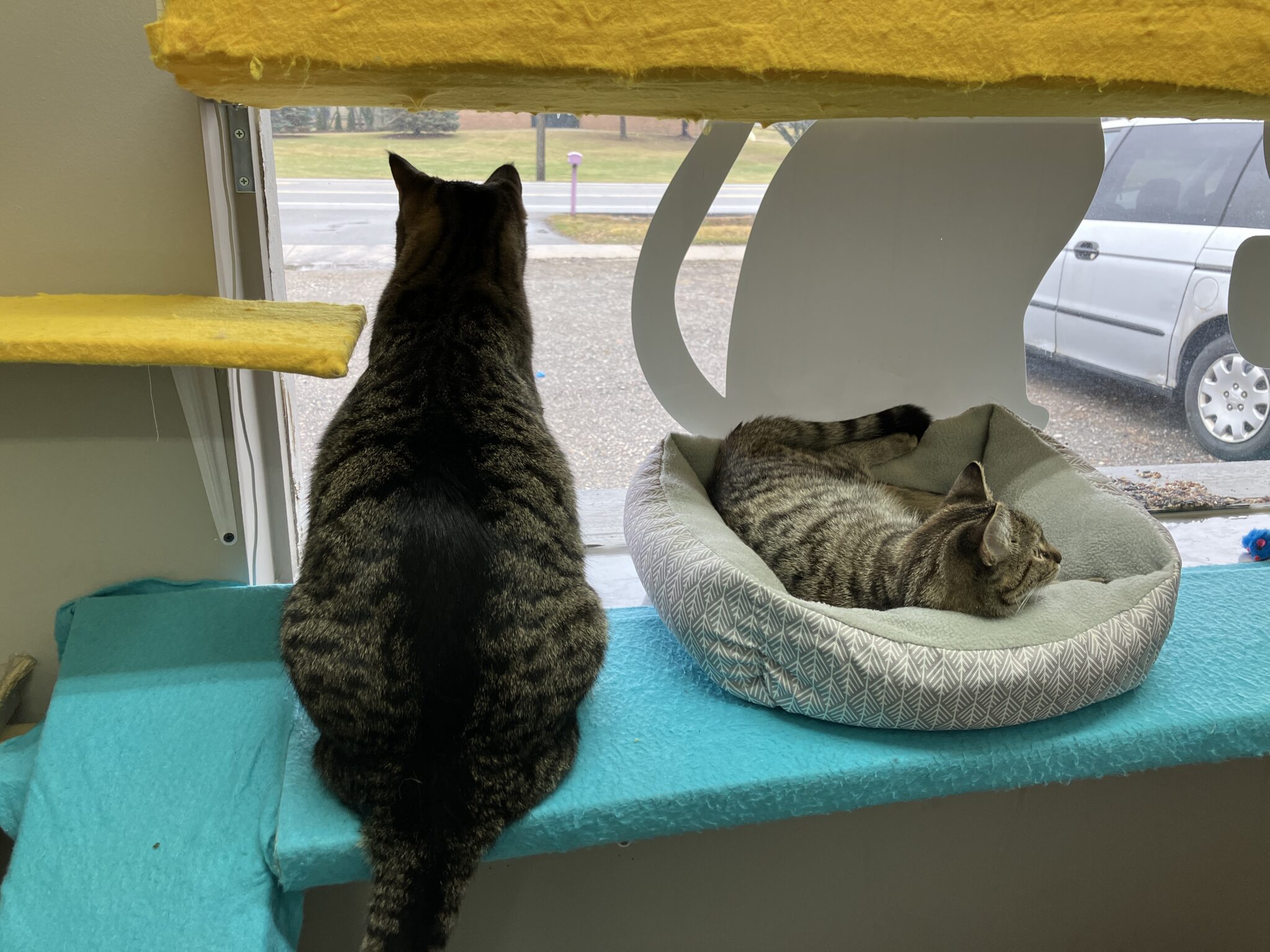 Rates & Services Detroit Cat Boarding