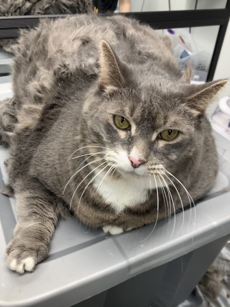 Long-haired tabby cat resting on a grooming table