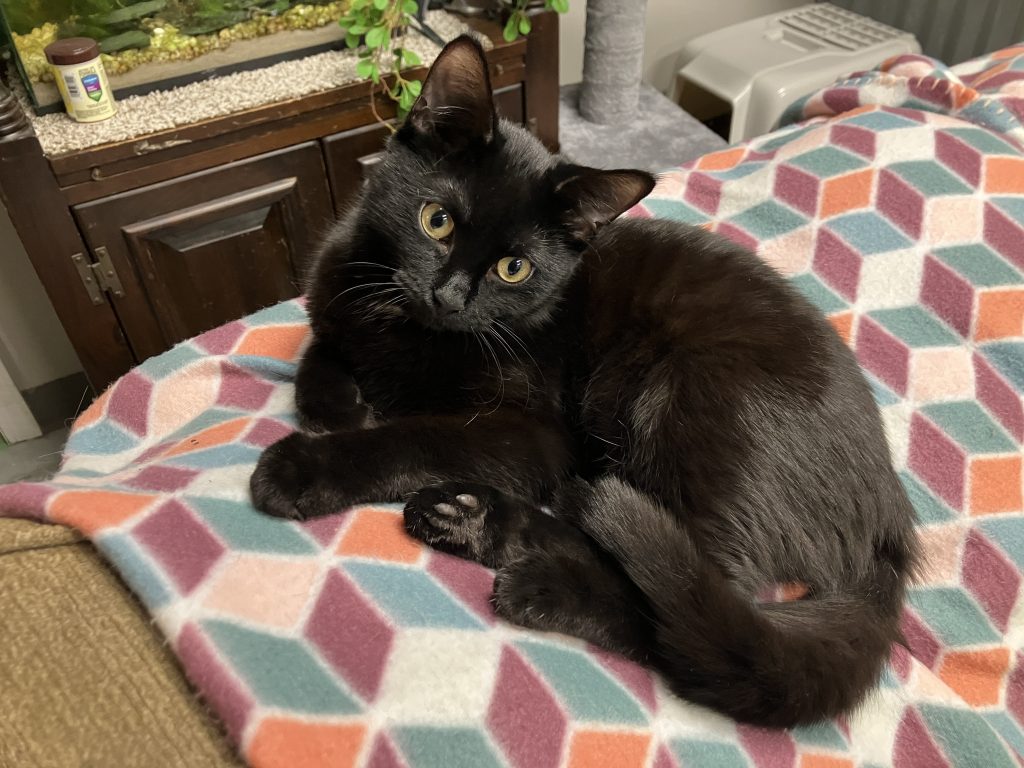 Black cat relaxing on a patterned cushion
