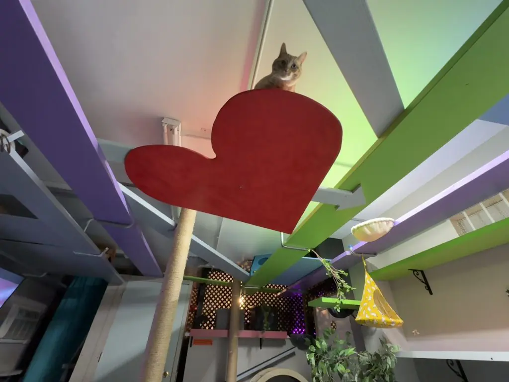 Cat on a heart-shaped platform among the Group Room’s elevated cat walks
