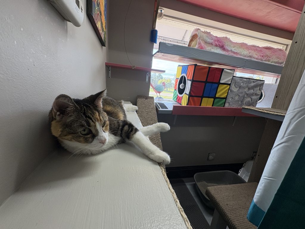 Tabby cat resting on a wide window shelf