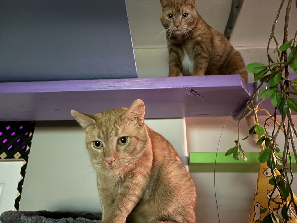 Two orange cats resting on colorful elevated cat walks