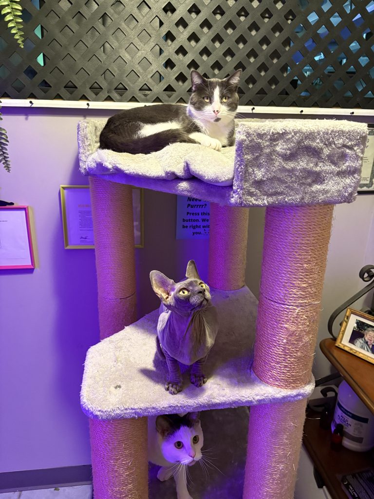 Cats resting on a cat tree in the Group Room