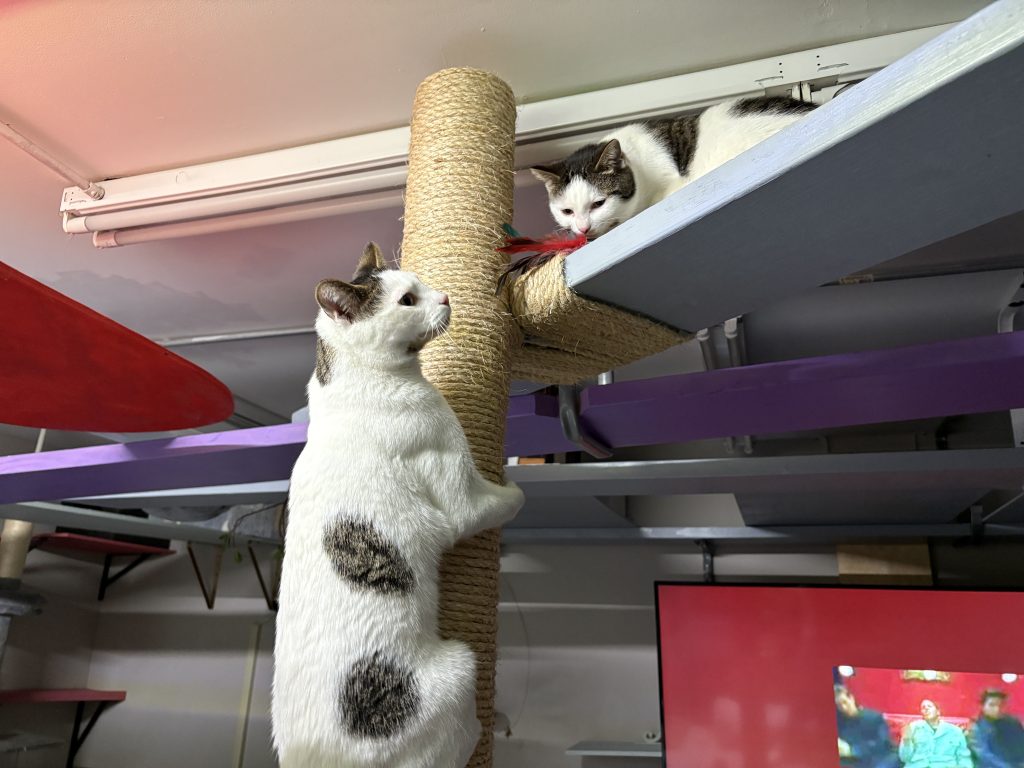White-and-gray cats exploring a scratching post and elevated shelves