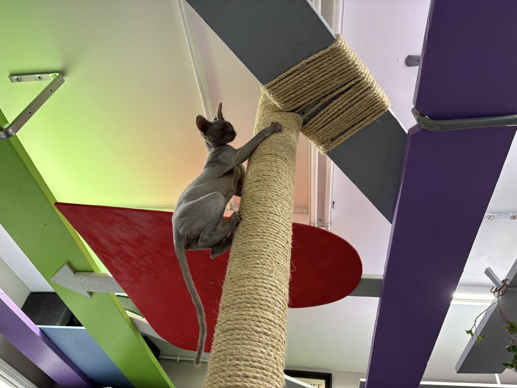 Sphynx cat climbing a tall scratching post beneath elevated cat walks