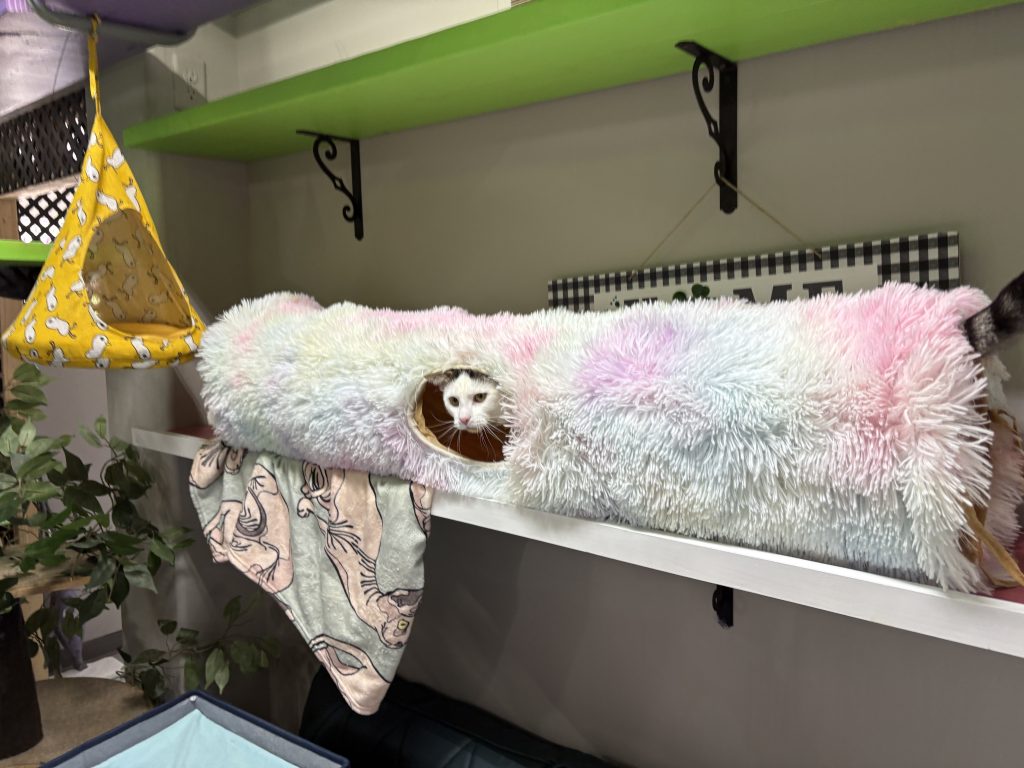 Cat resting inside a soft tunnel on an elevated shelf