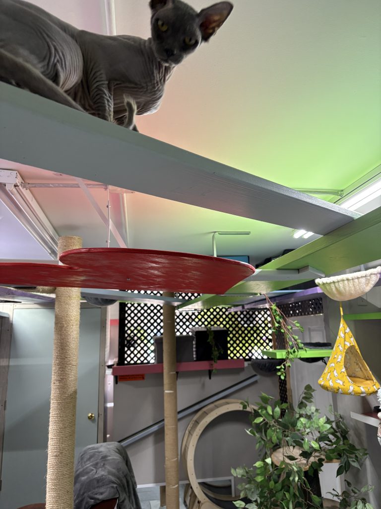 Elevated cat walks, a scratching post and play features in the Group Room