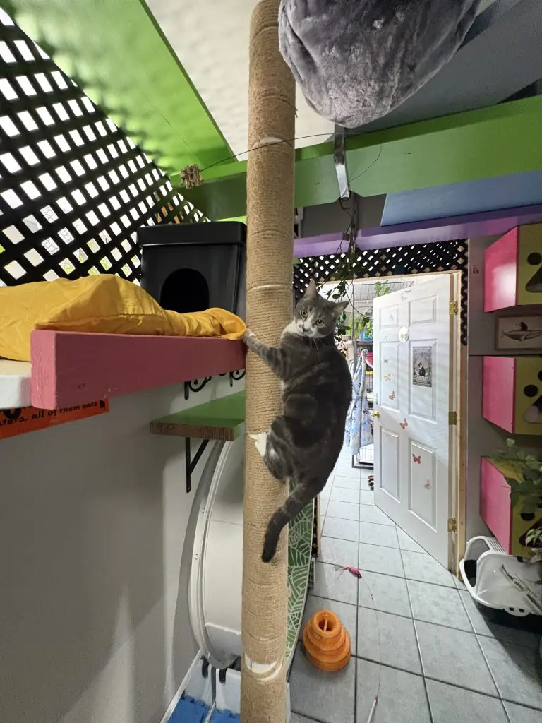 Gray cat climbing a tall scratching post beside elevated cat walks