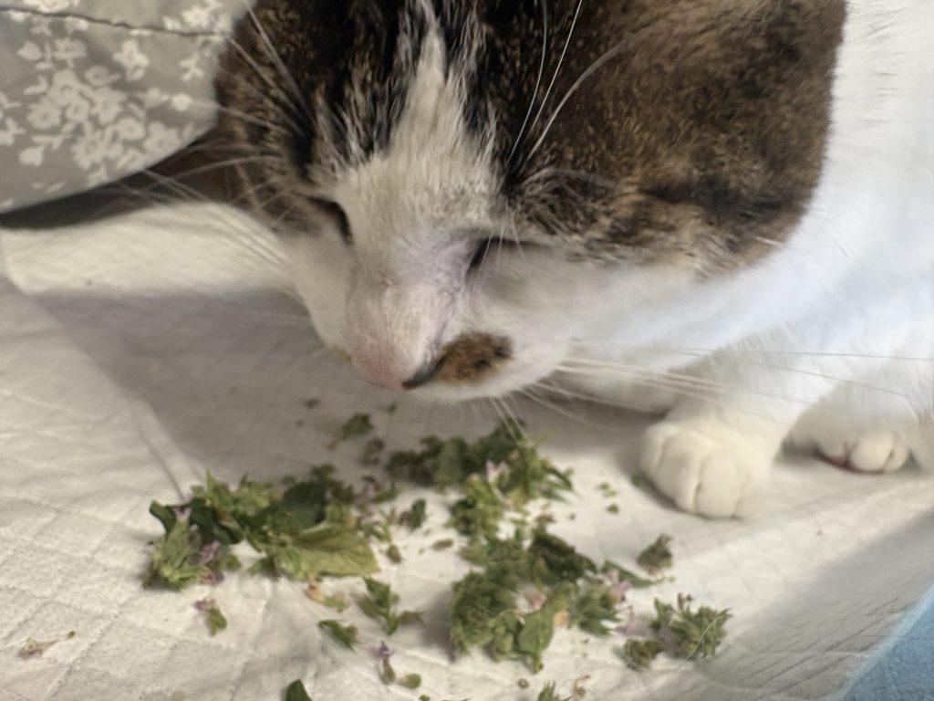 Tabby-and-white cat looking down at a pile of dried catnip