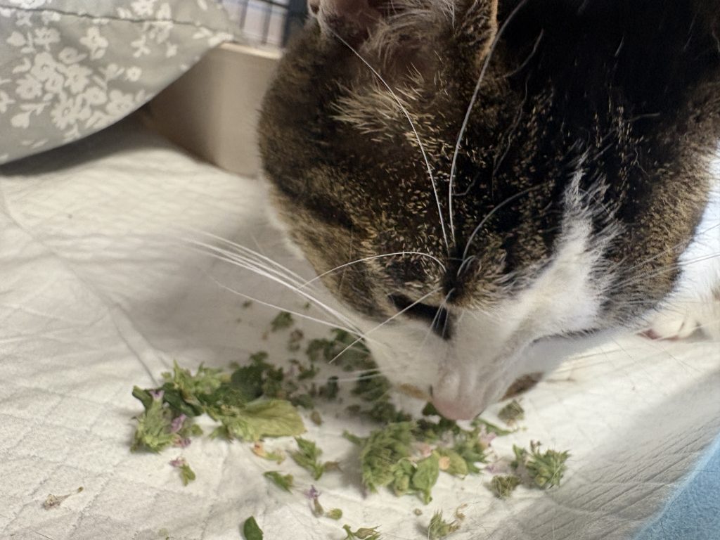 Tabby-and-white cat with its nose in dried catnip on a light-colored surface