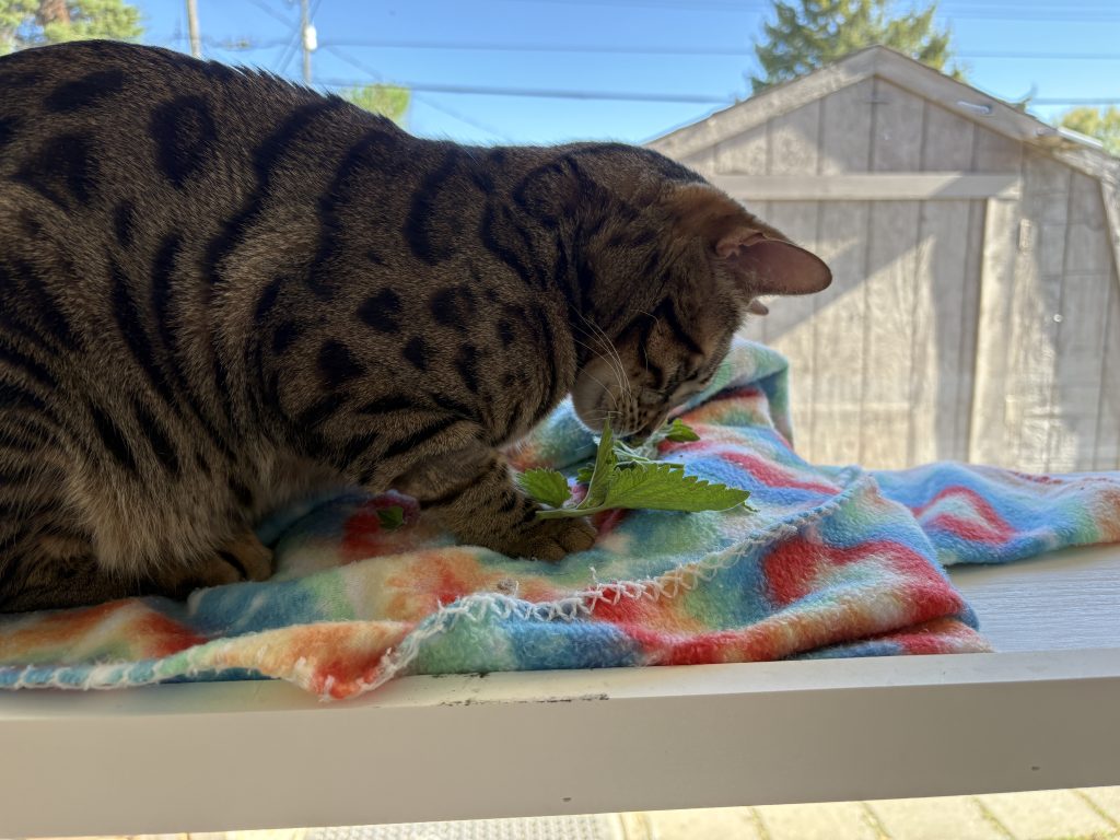 Spotted cat sniffing fresh catnip on a colorful blanket by the window