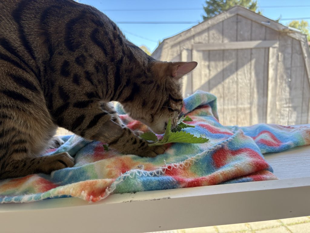 Spotted cat with its nose against fresh catnip on a window-side blanket