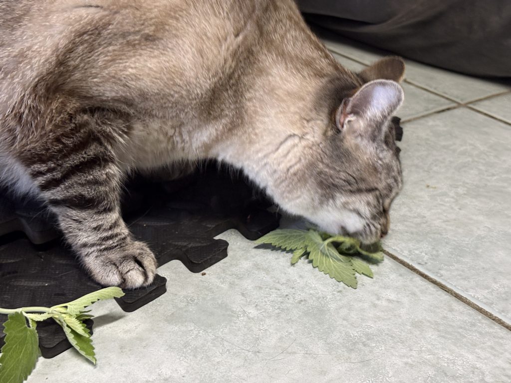 Tabby cat sniffing a fresh catnip sprig on the tile floor