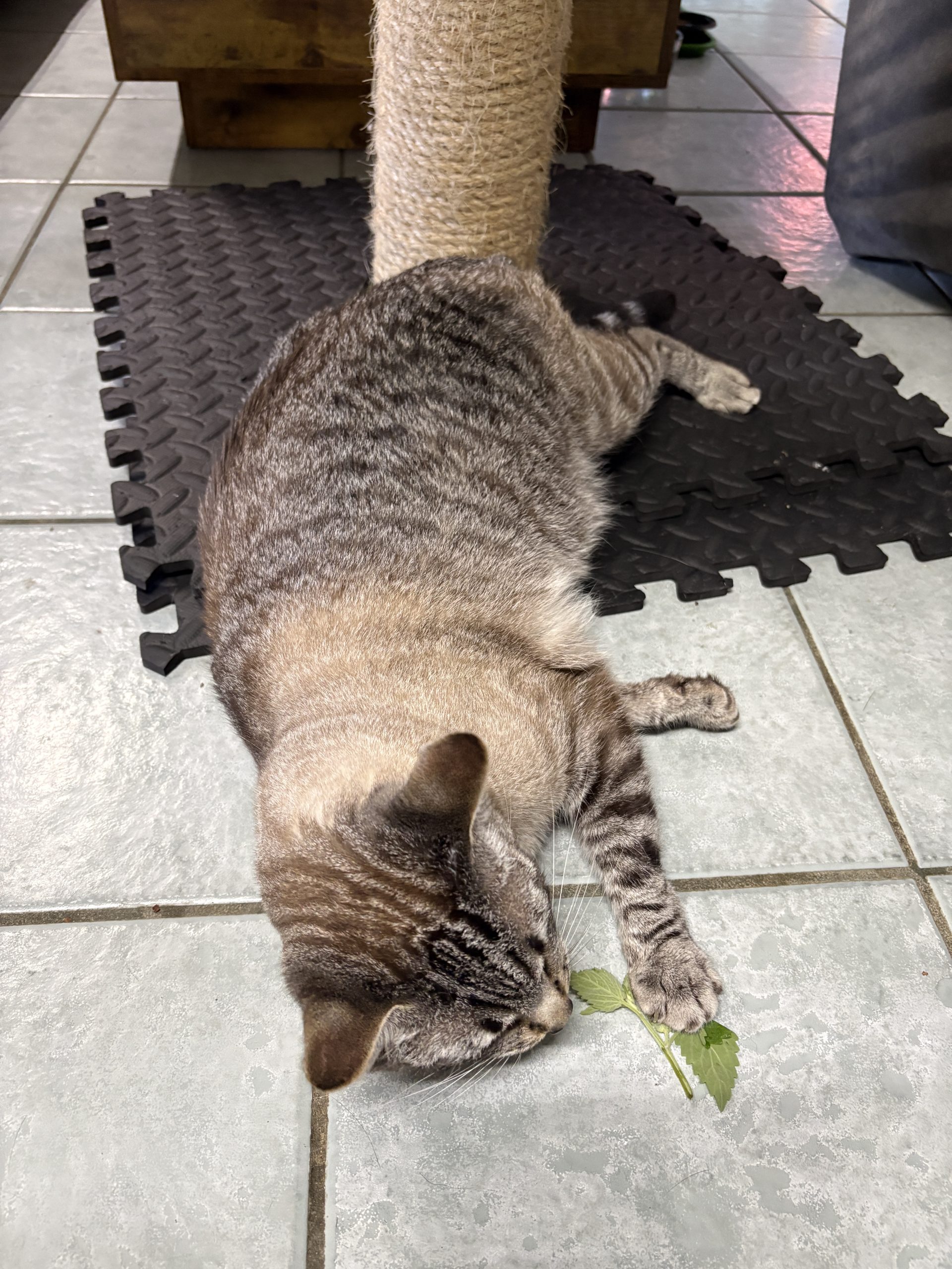 Tabby cat leaning over fresh catnip beside a scratching post