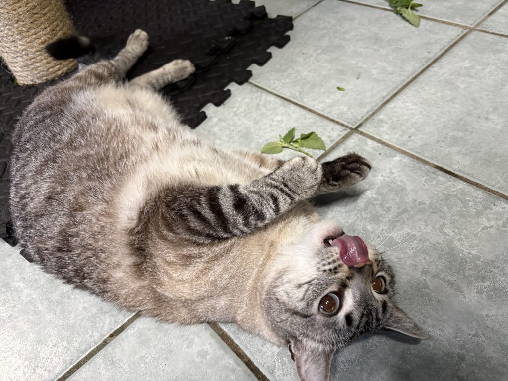 Tabby cat rolling on its back beside fresh catnip, with its tongue out