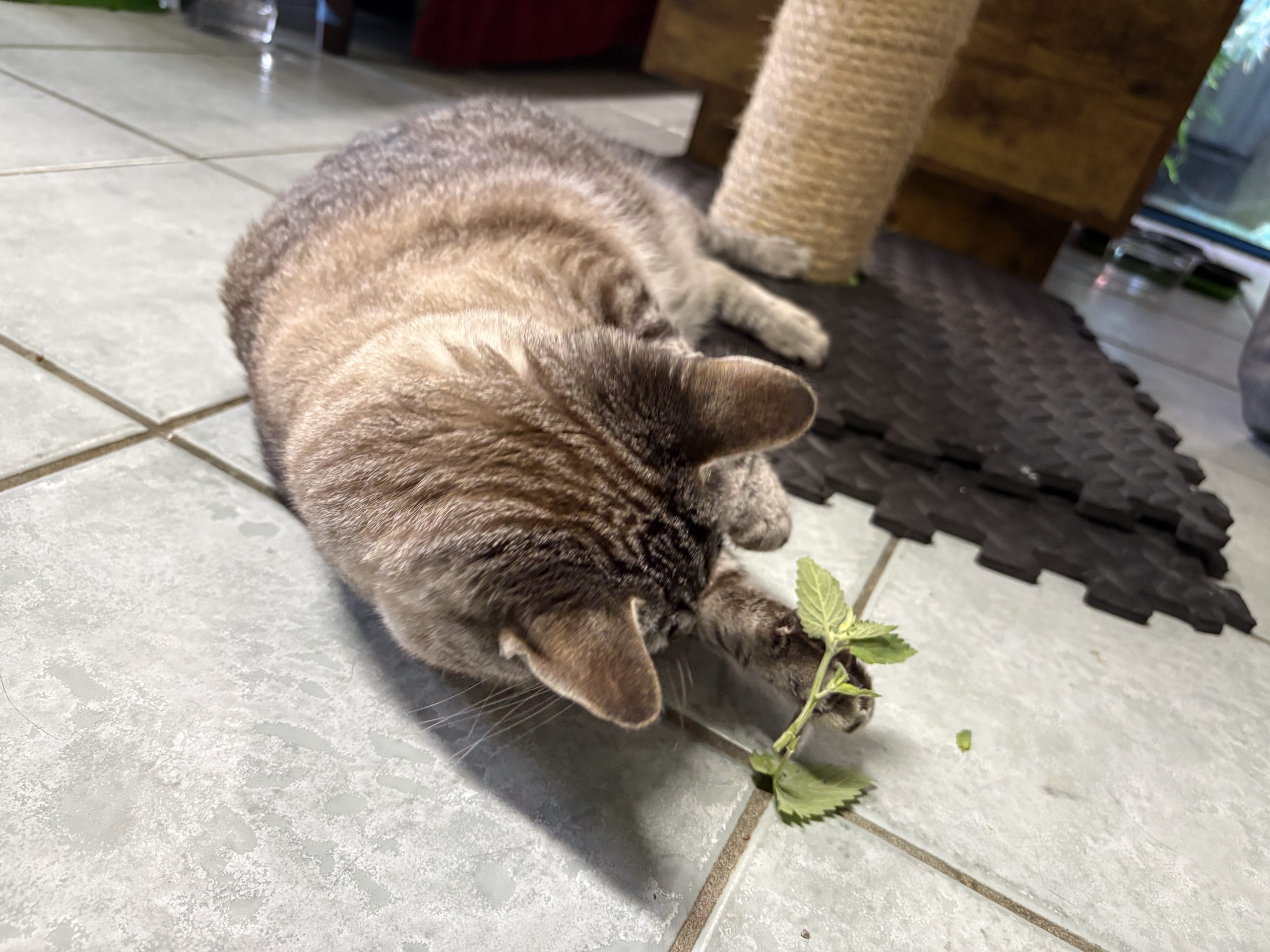 Tabby cat lying on its side with its face beside a fresh catnip stem