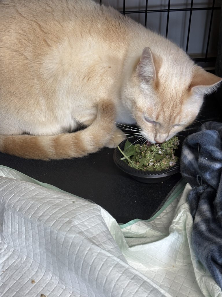 Cream-colored cat leaning into a black dish of dried catnip