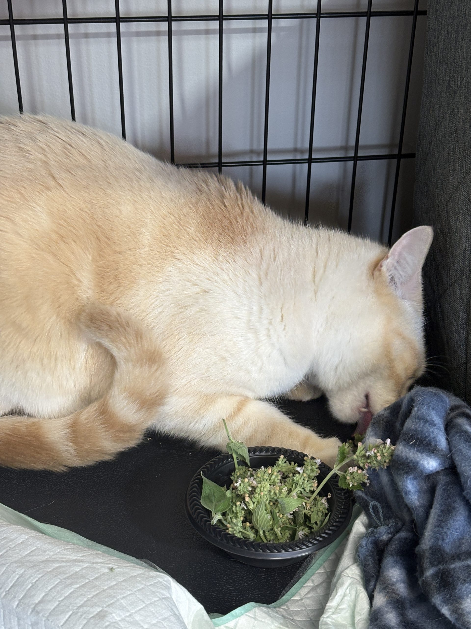 Cream-colored cat bending its head toward dried catnip in a black dish