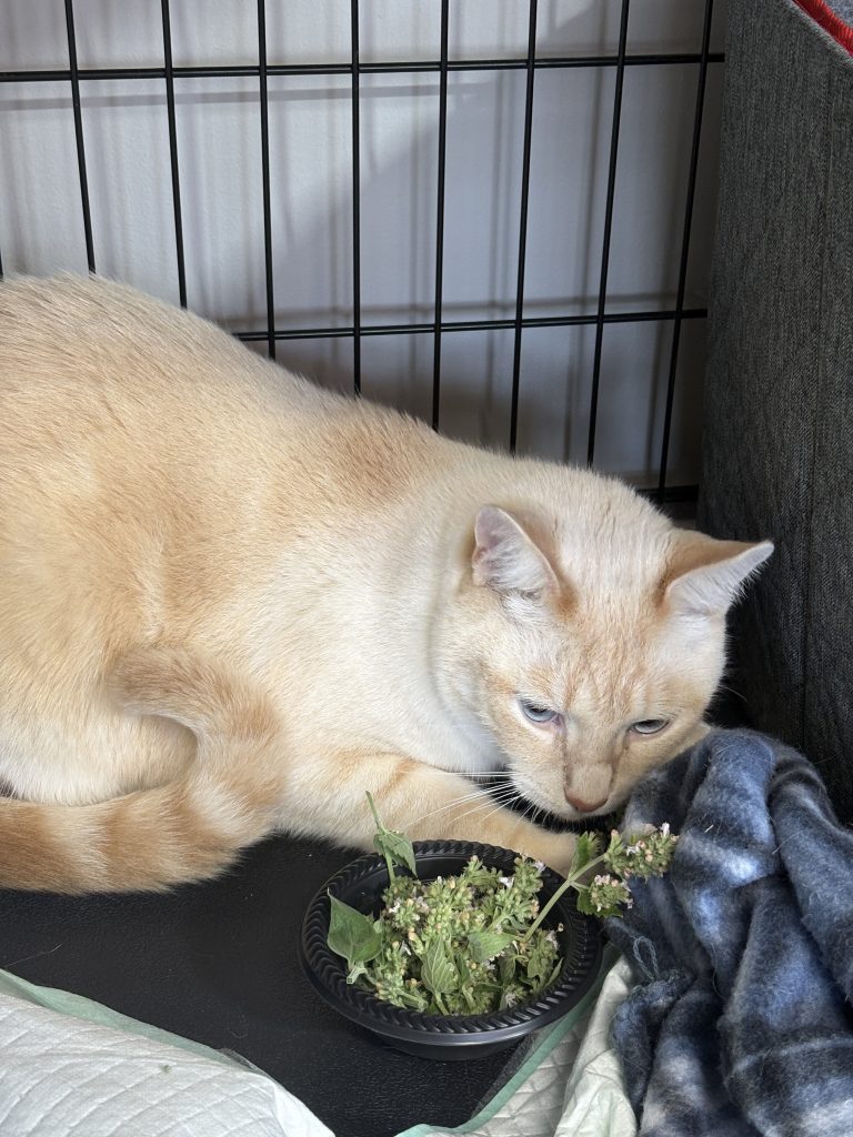Cream-colored cat resting beside a black dish filled with dried catnip