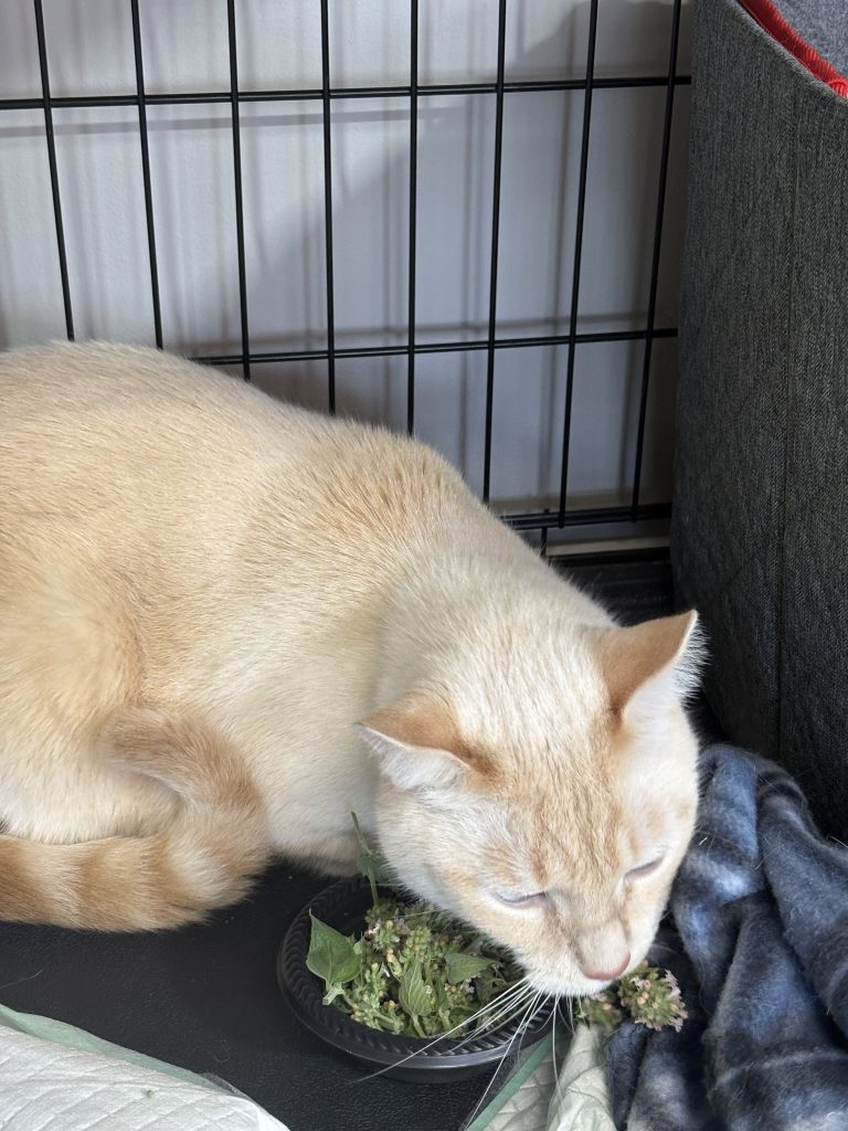 Cream-colored cat with its face over the edge of a dish of dried catnip