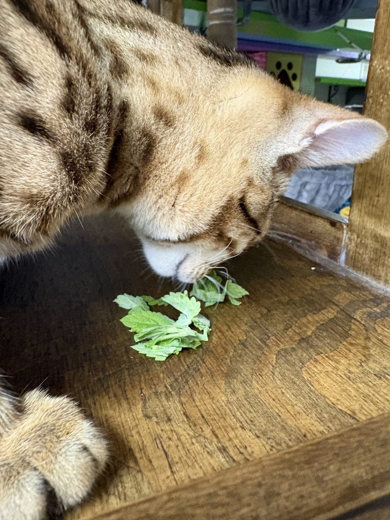 Spotted cat lowering its face to fresh catnip leaves on a wooden surface