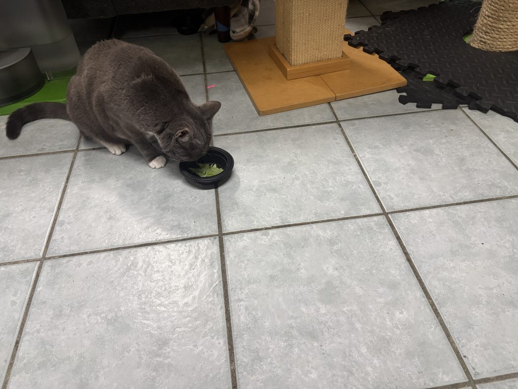 Gray cat investigating a small dish of catnip on the tile floor